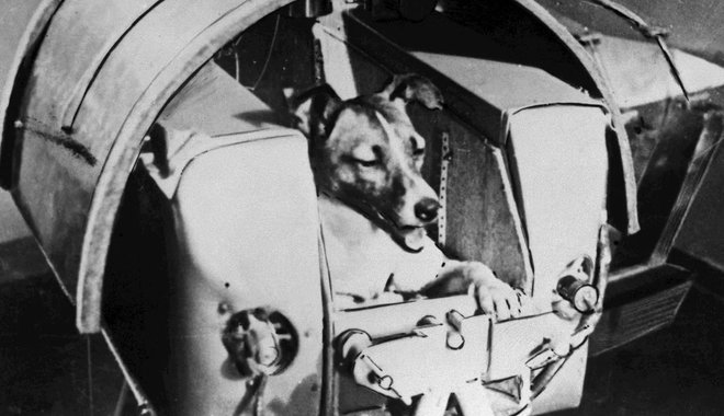 A biztos halálba küldték az űrutazó Lajka kutyát