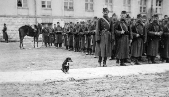 A magyar katonák négylábú bajtársait mutatja be egy időszaki kiállítás