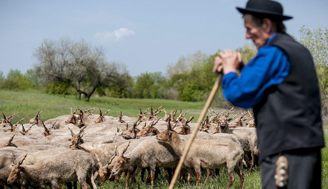 50 éve csodálhatjuk meg a természetet a Hortobágyi Nemzeti Parkban