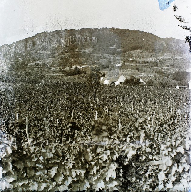 Badacsonyi szőlőtőkék (1908) (Fortepan / Magyar Földrajzi Múzeum / Erdélyi Mór cége)