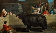 A XVIII. századi orrszarvúportrék