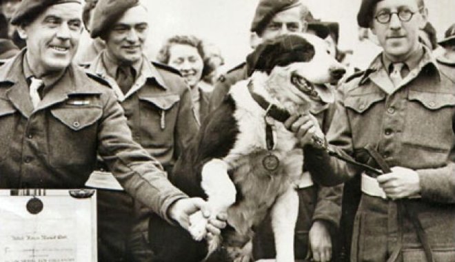 Életre szóló kutyakeksz-ellátmány is illette a brit különleges erőkkel szolgáló ebet