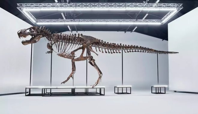 Árverésen cserélt gazdát egy Tyrannosaurus rex-csontváz Svájcban