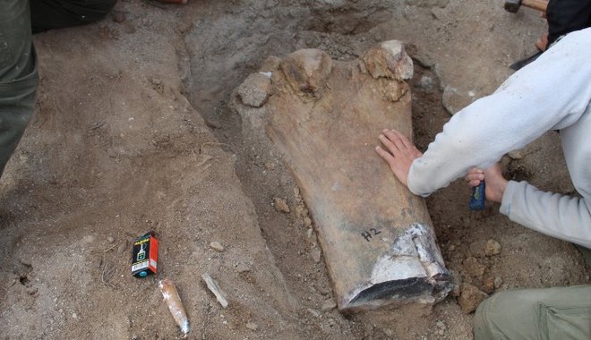 Akkora dinoszauruszcsontokat találtak Argentínában, hogy felborult velük a furgon