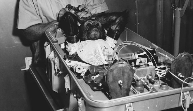 Kíméletlen módszerekkel idomították a másodikként űrbe repülő csimpánzt