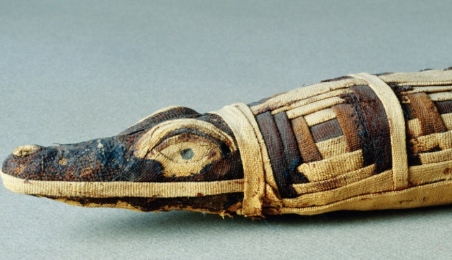 Néhány állatfajt a kihalás fenyegetett a tömeges mumifikálás miatt az ókori Egyiptomban