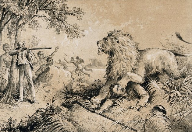A kis híján végzetes oroszlántámadás (Kép forrása: Wikipédia/ Wellcome Collection gallery/ CC BY 4.0)