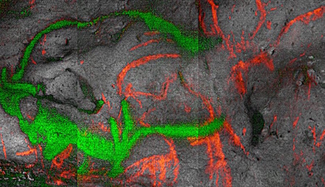 Első alkalommal végezték el a dordogne-i őskőkori barlangrajzok abszolút kormeghatározását
