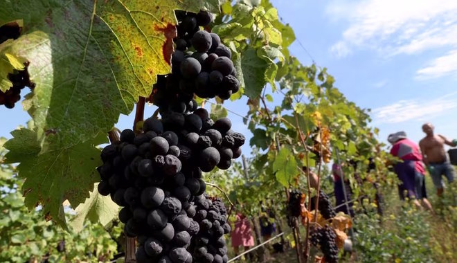 Hatszáz éve változatlan a pinot noir