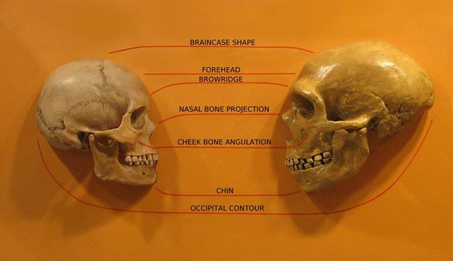Genetikai okok miatt halhattak ki a neandervölgyiek