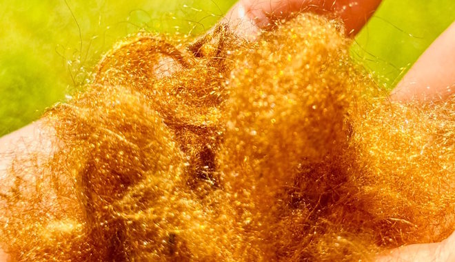 Megfejtették az ókori tengeri selyem arany színének titkát