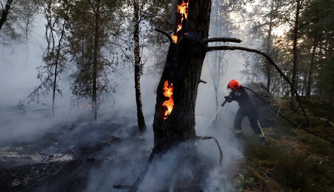 Adománygyűjtés indult a fontainebleau-i erdő megmentésére